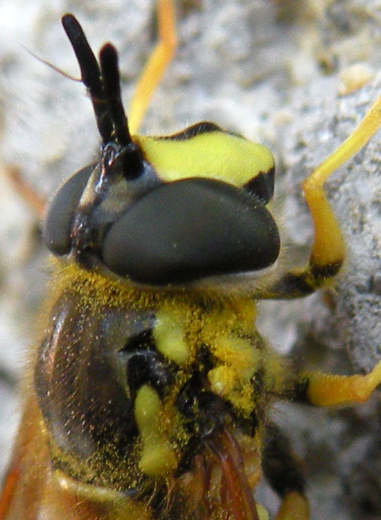 Chrysotoxum vernale?